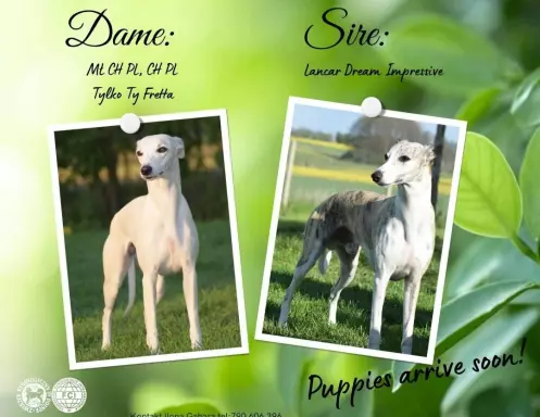 Chart Angielski Whippet 3