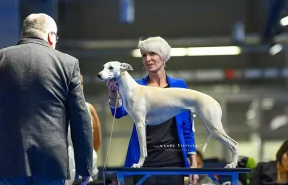 Chart Angielski Whippet 4
