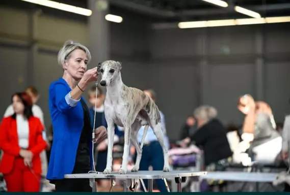 Chart Angielski Whippet 5