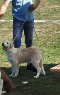 Border collie pieski 1