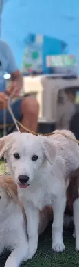 Border collie pieski 3