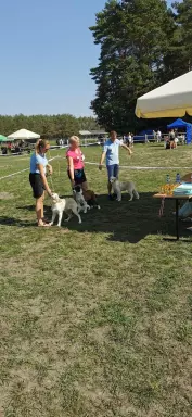 Border collie pieski 4