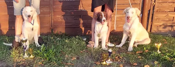 Border collie pieski 2