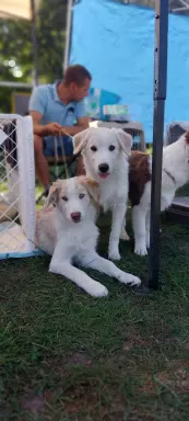 Border collie pieski 7