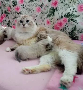 PUCHOWE KOCIĘTA RAGDOLL 7