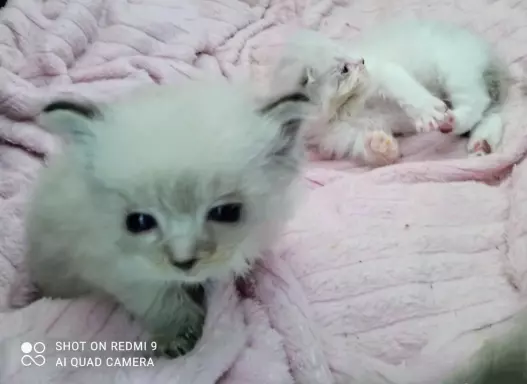 PUCHOWE KOCIĘTA RAGDOLL 2