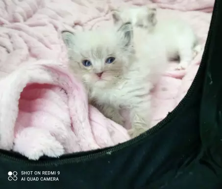 PUCHOWE KOCIĘTA RAGDOLL 1