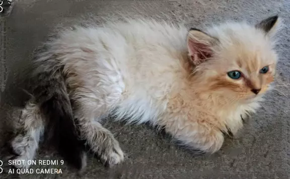 PUCHOWE KOCIĘTA RAGDOLL 5