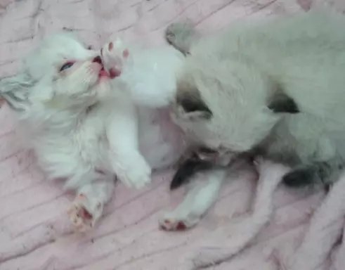 PUCHOWE KOCIĘTA RAGDOLL 3