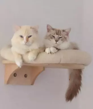 PUCHOWE KOCIĘTA RAGDOLL 8