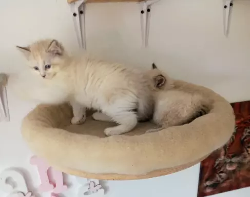 PUCHOWE KOCIĘTA RAGDOLL 4