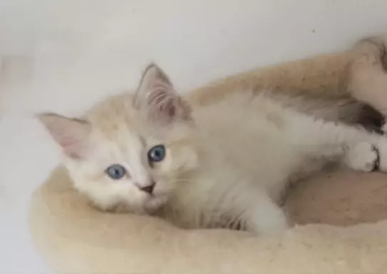 PUCHOWE KOCIĘTA RAGDOLL 6
