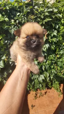 Szpic pomeranian  szczeniaczki 1
