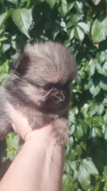 Szpic pomeranian  szczeniaczki 3