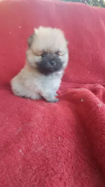 Szpic pomeranian  szczeniaczki 4