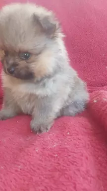 Szpic pomeranian  szczeniaczki 2