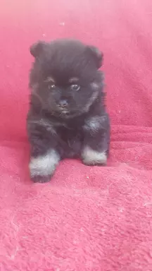 Szpic pomeranian  szczeniaczki 5