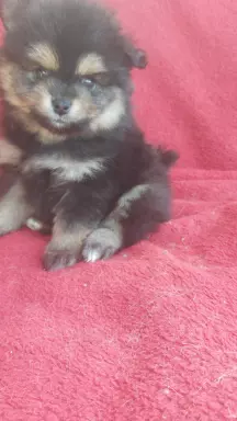Szpic pomeranian  szczeniaczki 6