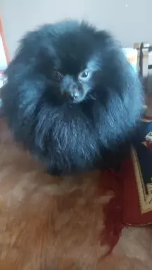 Szpic pomeranian  szczeniaczki 9