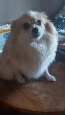 Szpic pomeranian  szczeniaczki 8
