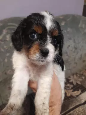 Piękne szczeniaki cavapoo 2