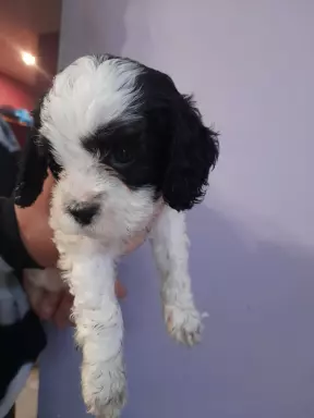 Piękne szczeniaki cavapoo 6