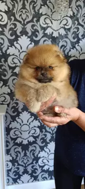 Szpic miniaturowy Pomeranian ZKwP 1