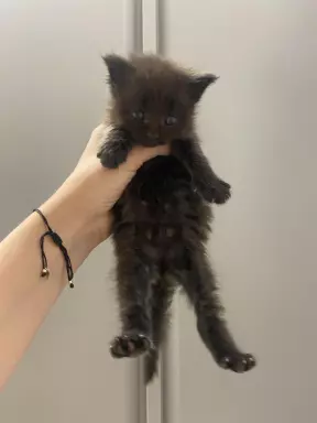 Kocięta Maine Coon niebieski, czarne dymne i czarne FPL 3