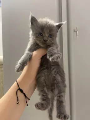 Kocięta Maine Coon niebieski, czarne dymne i czarne FPL 4