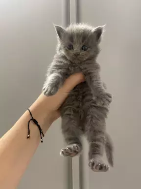 Kocięta Maine Coon niebieski, czarne dymne i czarne FPL 1