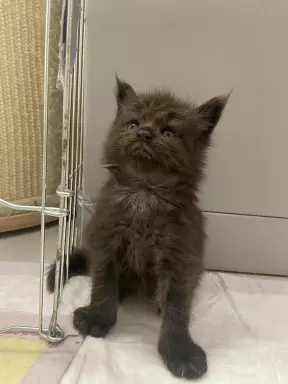 Kocięta Maine Coon niebieski, czarne dymne i czarne FPL 2