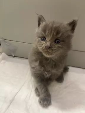 Kocięta Maine Coon niebieski, czarne dymne i czarne FPL 6