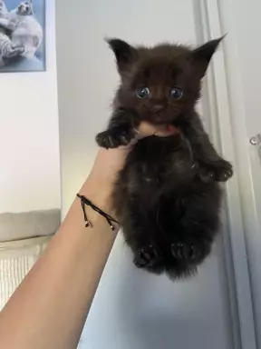 Kocięta Maine Coon niebieski, czarne dymne i czarne FPL 7