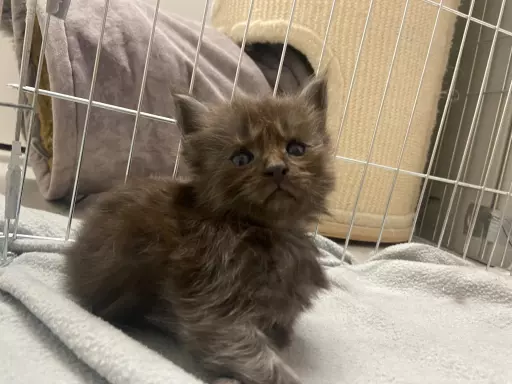 Kocięta Maine Coon niebieski, czarne dymne i czarne FPL 8