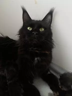 Kocięta Maine Coon niebieski, czarne dymne i czarne FPL 9