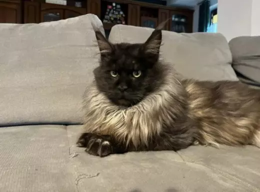 Kocięta Maine Coon niebieski, czarne dymne i czarne FPL 10