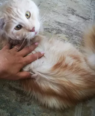 Kocurek Maine coon srebrzysty 5
