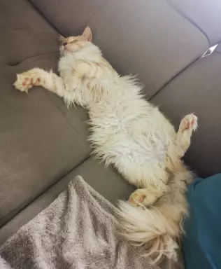 Kocurek Maine coon srebrzysty 3
