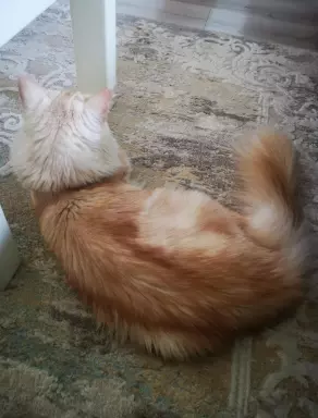 Kocurek Maine coon srebrzysty 4