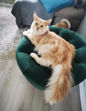 Kocurek Maine coon srebrzysty 2