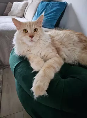 Kocurek Maine coon srebrzysty 1