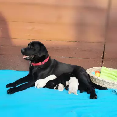 Labrador Retriever szczenięta biszkoptowe i czarne 8