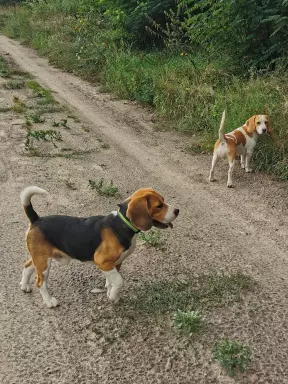 Beagle szczenięta tricolor piękne 4