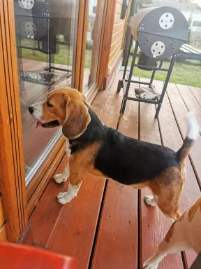 Beagle szczenięta tricolor piękne 5