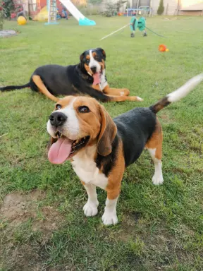 Beagle szczenięta tricolor piękne 3