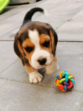 Beagle szczenięta tricolor piękne 7