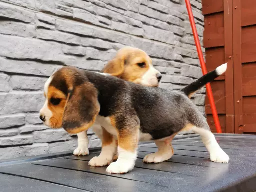 Beagle szczenięta tricolor piękne 2