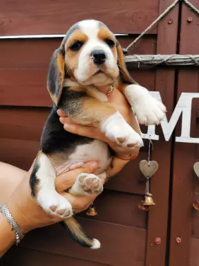 Beagle szczenięta tricolor piękne 8