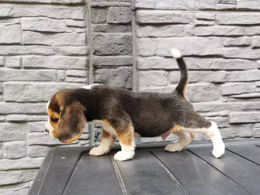 Beagle szczenięta tricolor piękne 6
