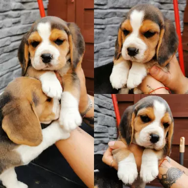 Beagle szczenięta tricolor piękne 1